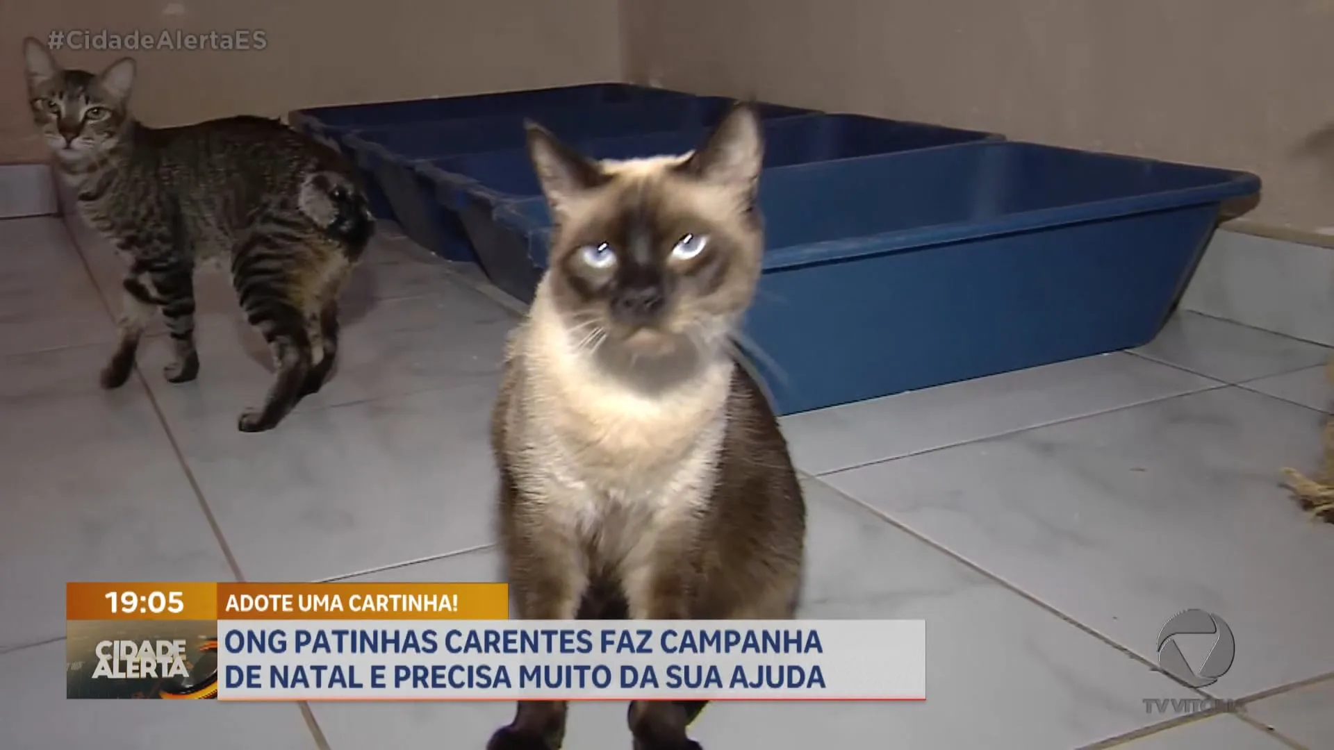 Abrigo de animais precisa da sua ajuda