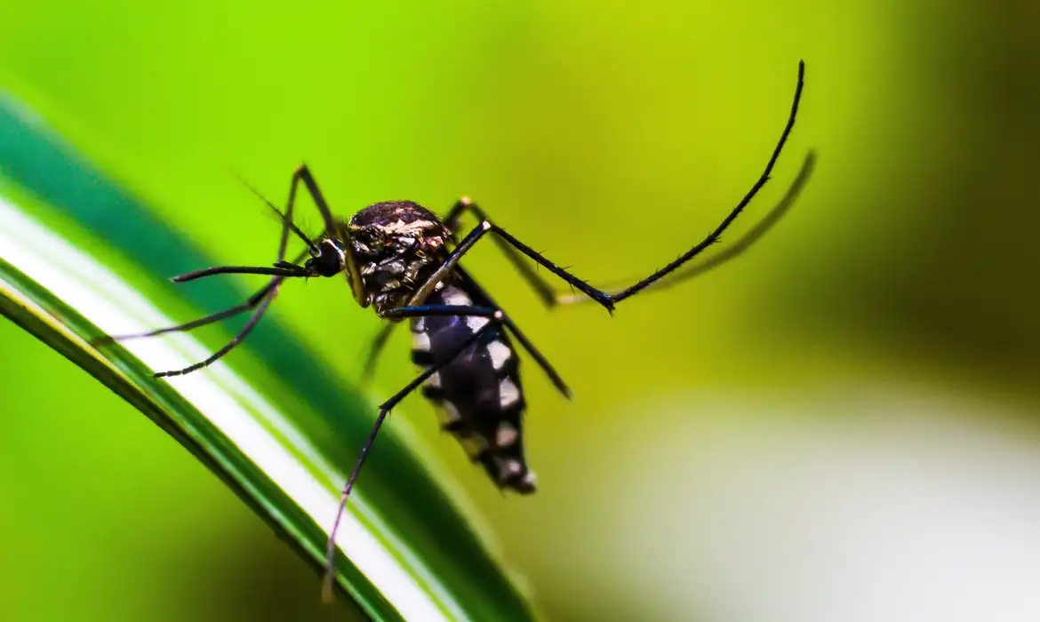 Riscos da dengue para bebês e crianças: saiba como proteger