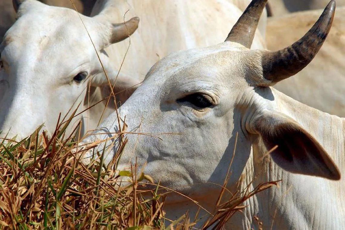 Agro Business mostra como a seca impacta a agropecuária no ES. Reveja o programa