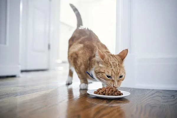 Problemas no sistema urinário de pets necessitam de cuidados essenciais