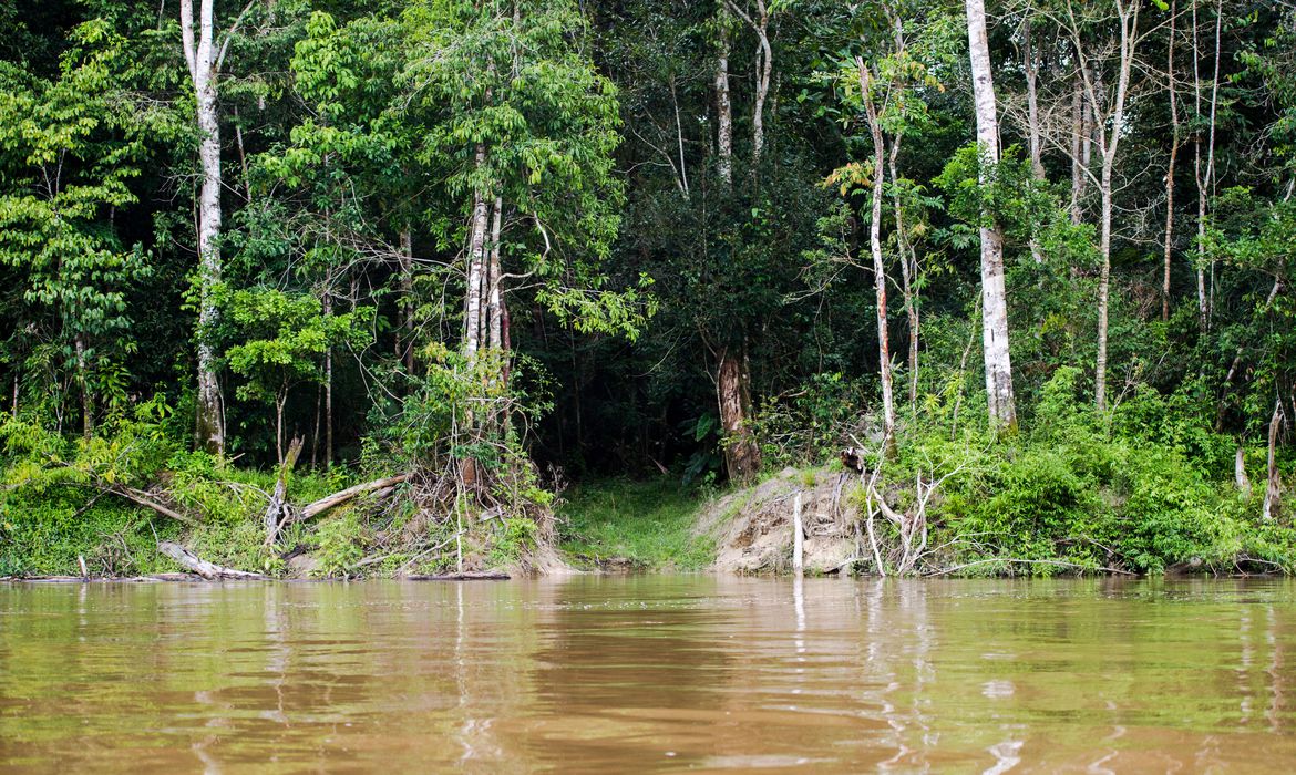 Colniza, MT, Brasil: Caminho aberto por madeireiros às margens do rio Guariba. (Foto: Marcelo Camargo/Agência Brasil)