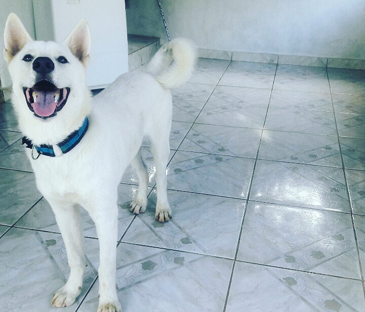 Conheça o cachorrinho Marvin, de apenas 10 meses