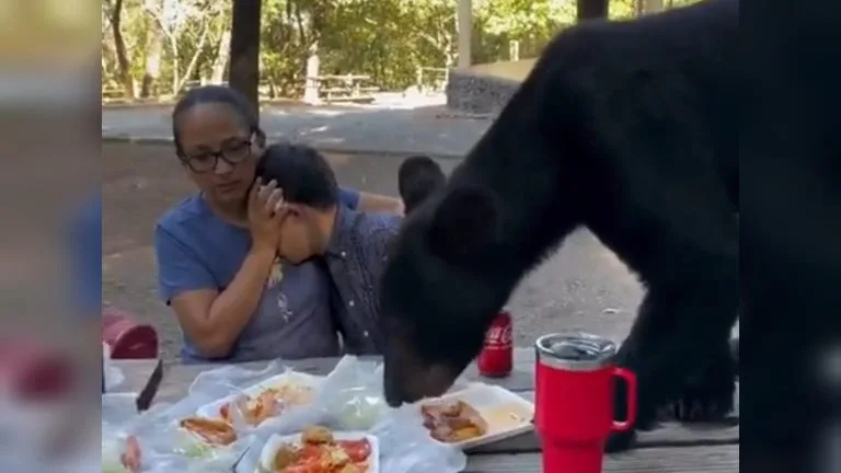 VÍDEO | Urso invade piquenique e come comida de mãe e filho