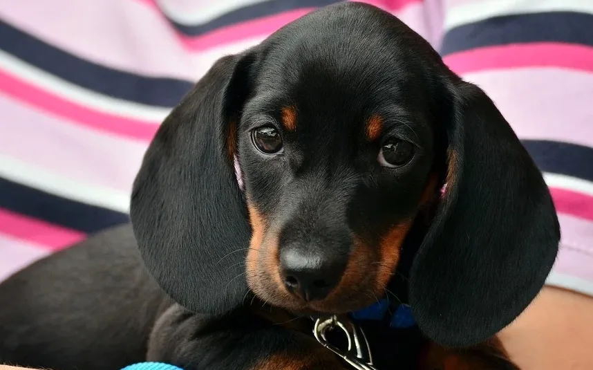 Está com filhotinho de cachorro em casa? Veja os erros cometidos e os cuidados necessários