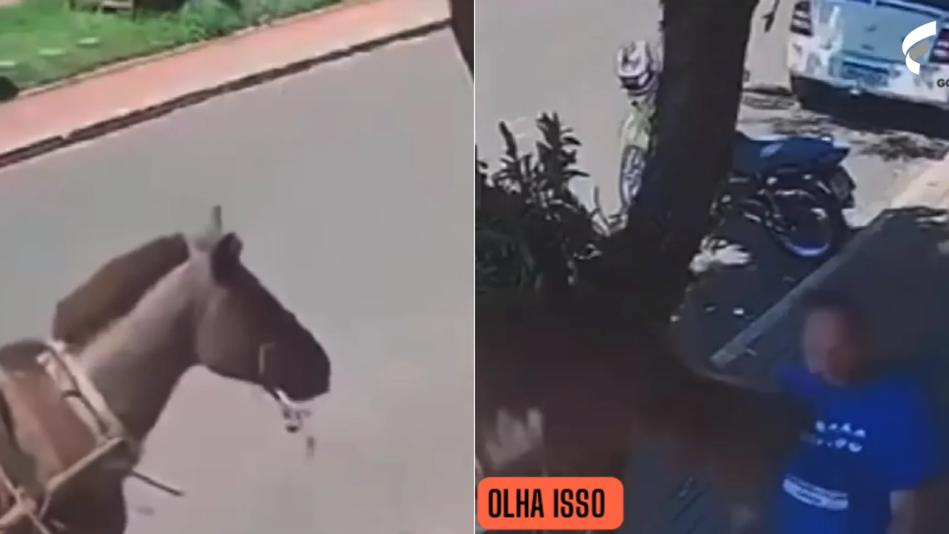 Vereador é mordido por burro em ataque ao andar na calçada; veja vídeo