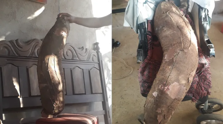 Morador da Serra colhe mandioca gigante e agora quer vender; saiba valor