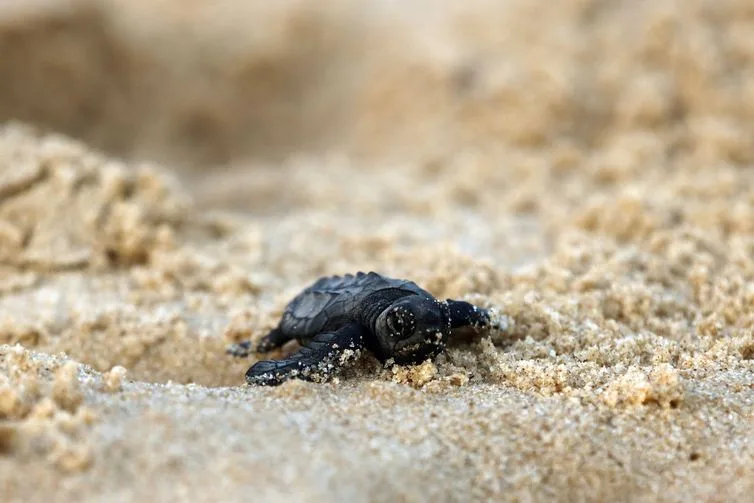 Soltura de filhotes pelo Projeto Tamar comemora marca de 40 milhões de tartarugas marinhas protegidas e devolvidas ao oceano.