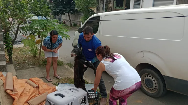 Cachorro é espancado e enterrado vivo em bairro de Cariacica