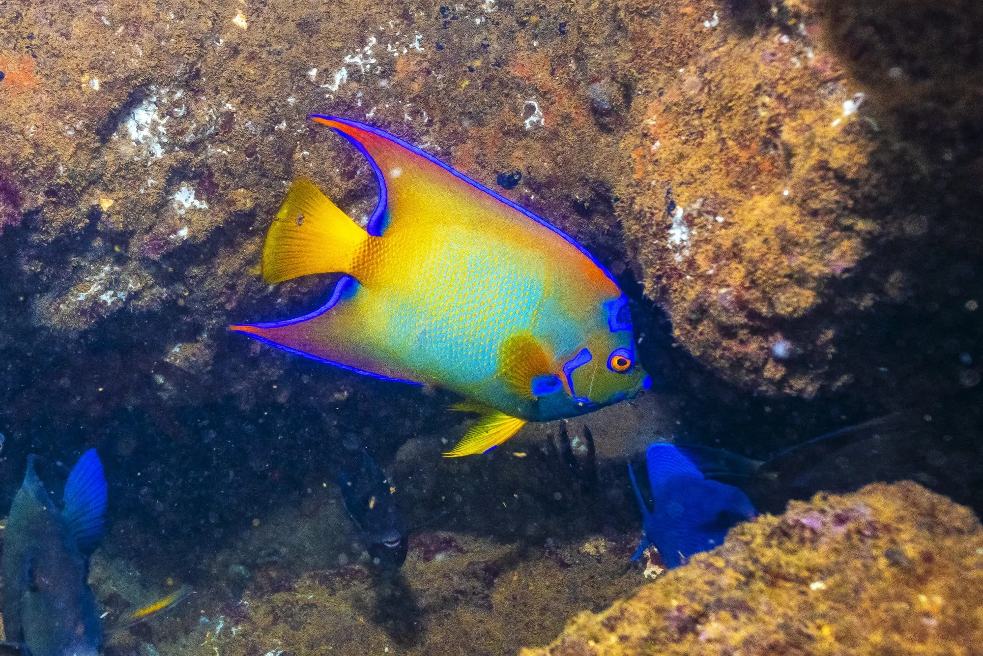 Peixe-anjo nadando entre as águas cristalinas da Baía do Espírito Santo, um símbolo da biodiversidade marinha local