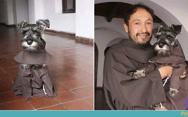 Cãozinho ganha abrigo em convento e vira "Frei Bigode"