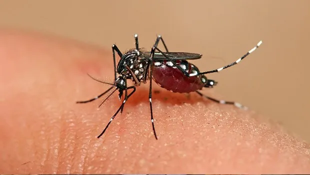 Dengue no ES: Itapemirim decreta situação de emergência; prazo é de 180 dias