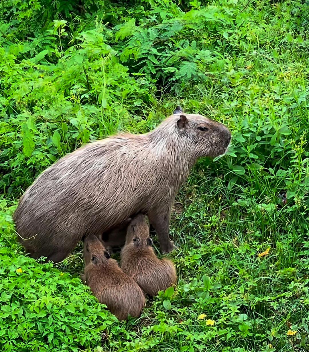 VÍDEO | Fofura! Família de capivaras aparece às margens do Rio Doce, em Colatina