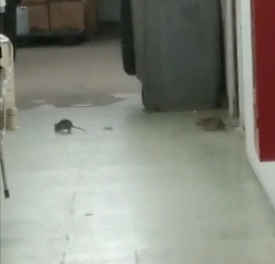 Vídeos mostram ratos andando em corredor de hospital no ES