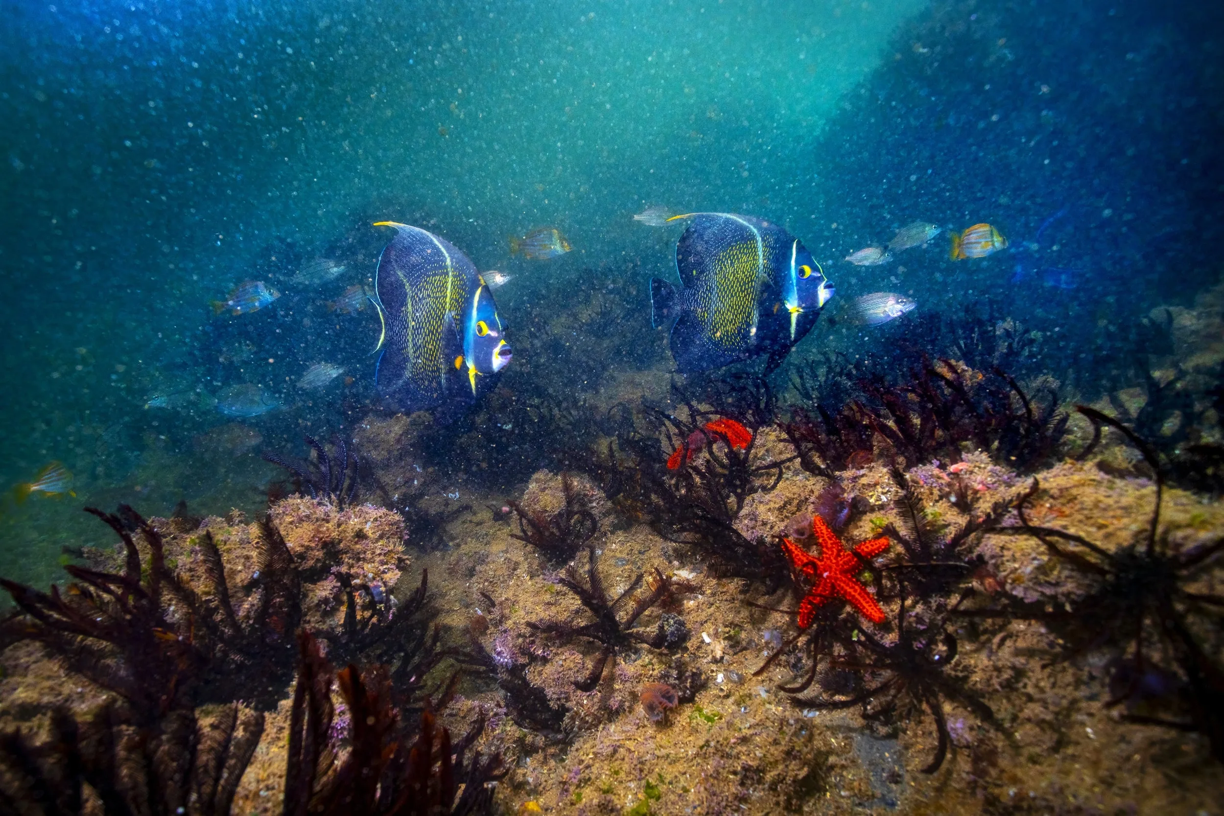 Dois peixes-frade nadando nas águas cristalinas da Baía das Tartarugas, representando a diversidade marinha da região