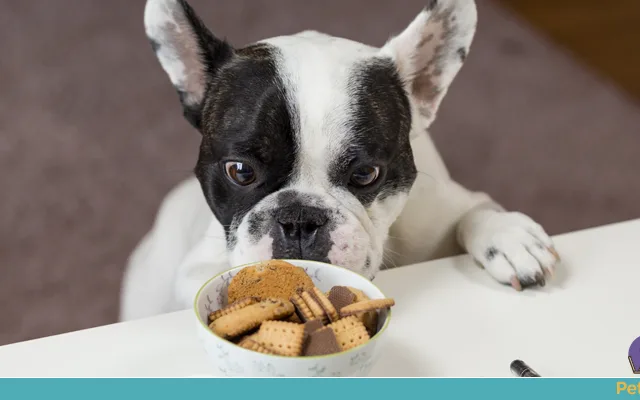 Saiba identificar a compulsão alimentar canina