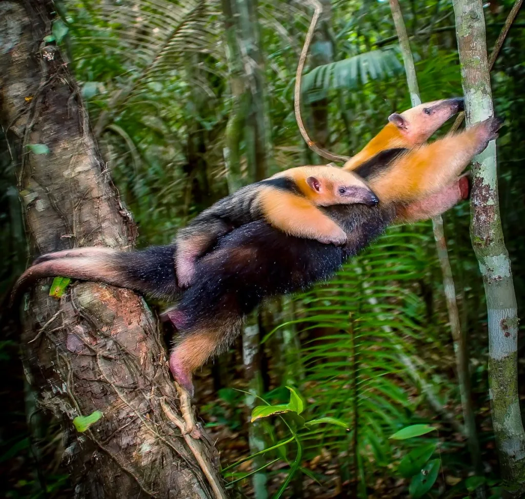 Mamãe tamanduá-de-colete carregando seu filhote nas costas em uma paisagem natural, representando a biodiversidade do Espírito Santo e a conexão emocionante entre a fotografia de natureza e a conservação ambiental.