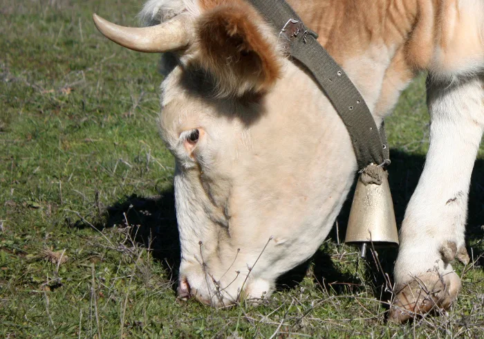 Multidão espanca até a morte homem 'acusado' de comer carne de vaca na Índia