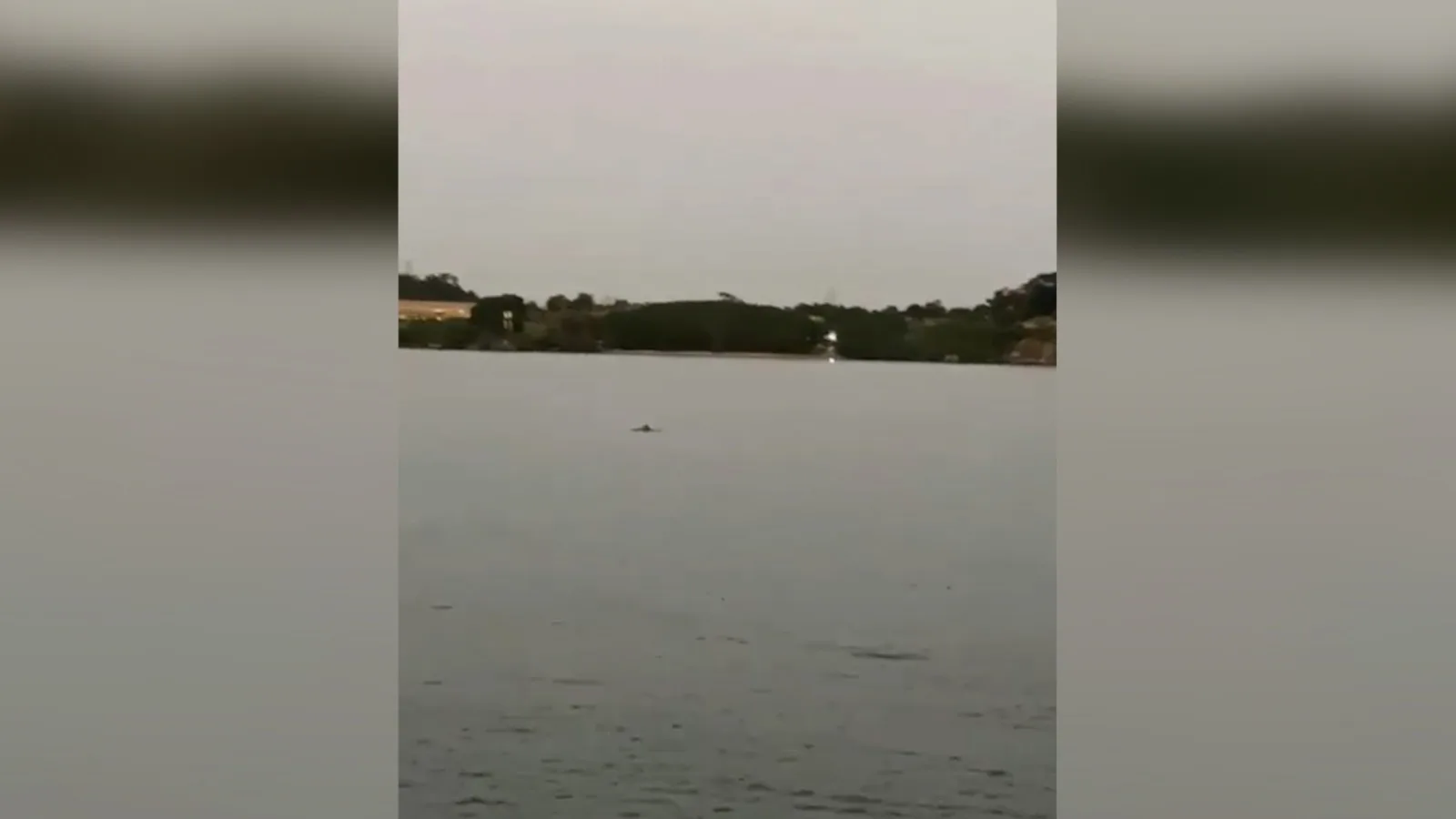 VÍDEO | Golfinho é flagrado na Baía de Vitória