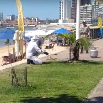 Enxame de abelhas invade praia de Guarapari e bombeiros usam lança-chamas. Veja o vídeo!