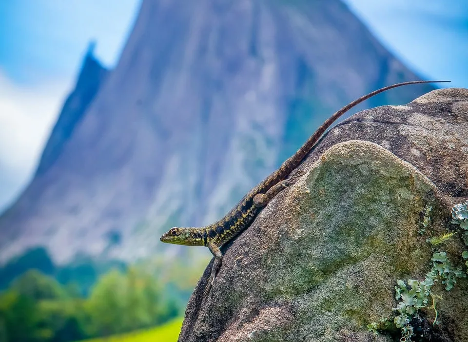 Lagarto posando na frente da Pedra Azul e Pedra do Lagarto, destacando a biodiversidade do Espírito Santo.