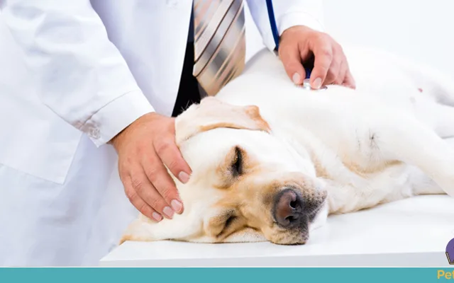 Sinais de doenças cardíacas em pets