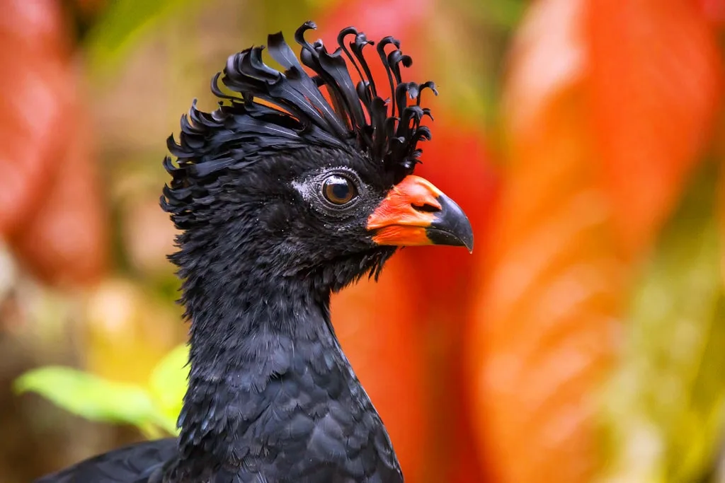 Close-up do mutum-de-bico-vermelho na Mata Atlântica, destacando seu topete e bico característicos." Finalidade da Imagem: A imagem ilustra a beleza única do mutum-de-bico-vermelho, uma espécie em perigo crítico, capturada pelo fotógrafo em seu habitat natural.