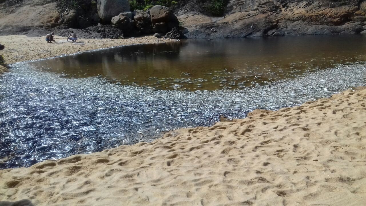 Milhares de peixes aparecem mortos no Rio Jucu, em Vila Velha