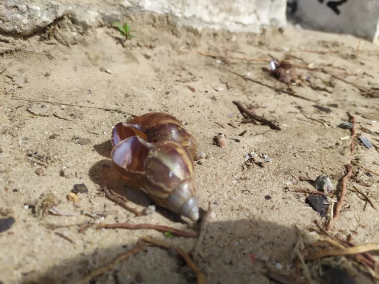 Caramujos africanos invadem Praça da Ciência em Vitória