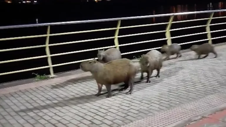 VÍDEO | Família de capivaras faz passeio em avenida de Colatina