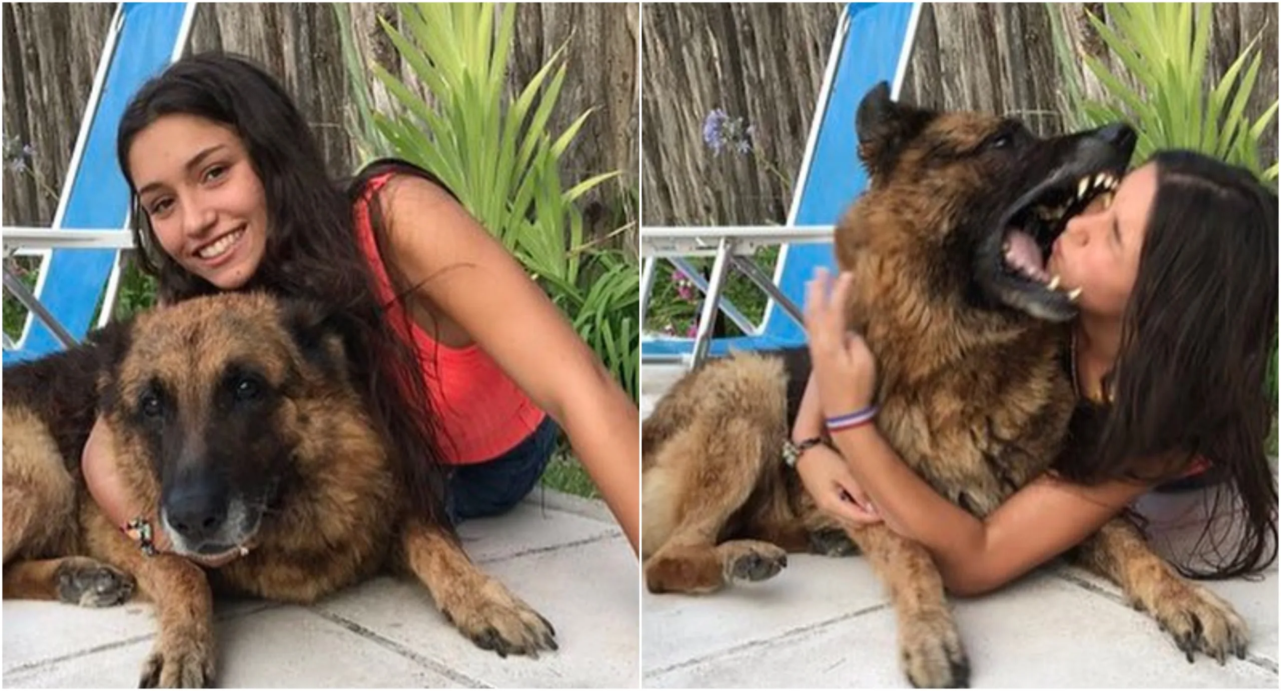 Menina é mordida por cachorro ao tirar fotos com animal