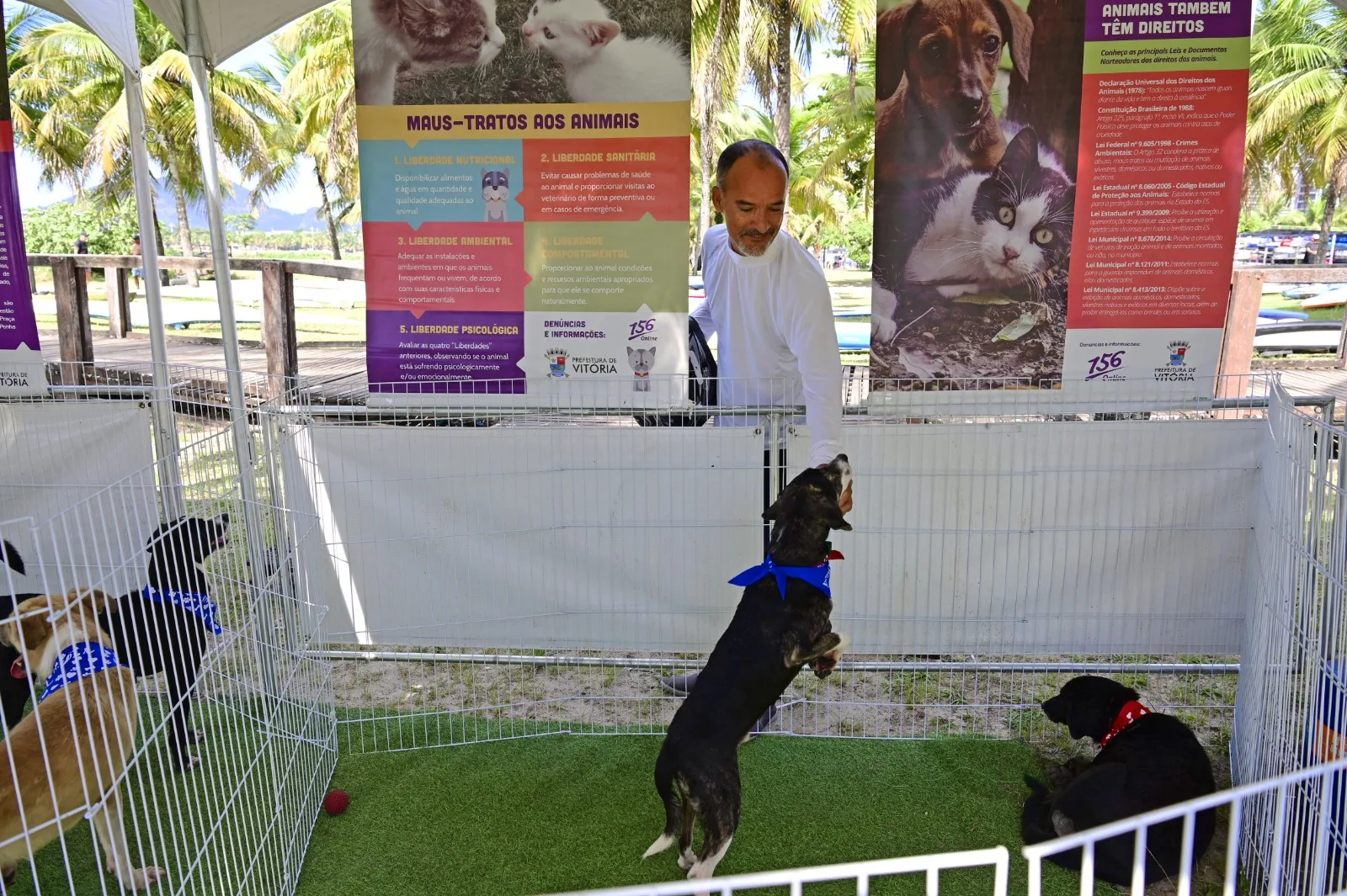 Ação coloca animais resgatados da rua para adoção