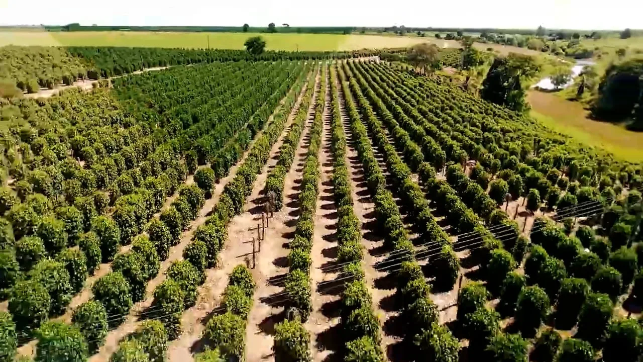 Agro Business T1E2 | Especiarias, macadâmia e produção de limão em São Mateus-ES