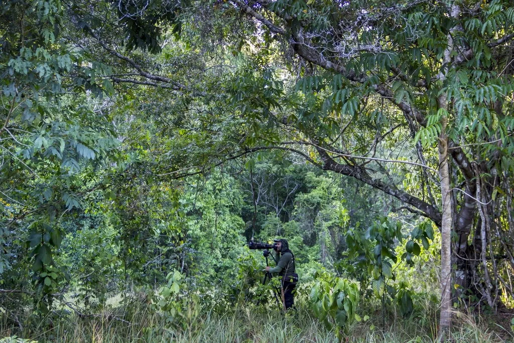 Fotógrafo de natureza usando roupas camufladas para capturar imagens de animais selvagens na Mata Atlântica."Finalidade da Imagem: A imagem é usada para demonstrar a técnica de camuflagem em fotografia de natureza, destacando como as roupas adaptadas ao ambiente ajudam na aproximação de animais selvagens.