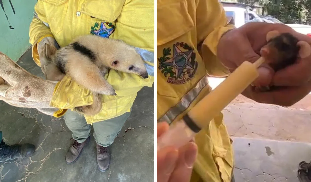 VÍDEO | Animais sofrem com incêndios florestais no Espírito Santo