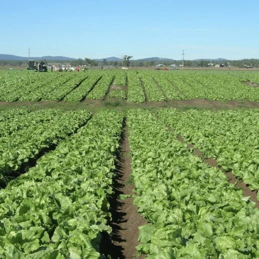 "Ao contrário do setor urbano, o agro nunca parou de crescer", afirma economista