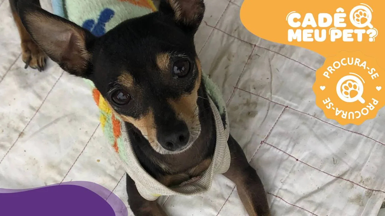 Théo sumiu em Linhares há 2 meses; ajude a encontrar o pinscher