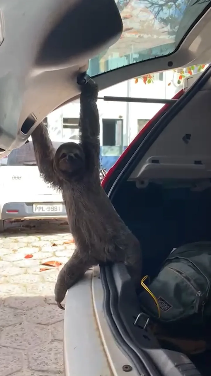 VÍDEO | Preguiça resiste sair de porta-malas após ser resgatada em estrada no ES