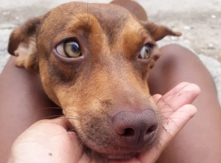 Cachorro é baleado durante tiroteio em morro de Vitória; 'Talibã' está em estado grave