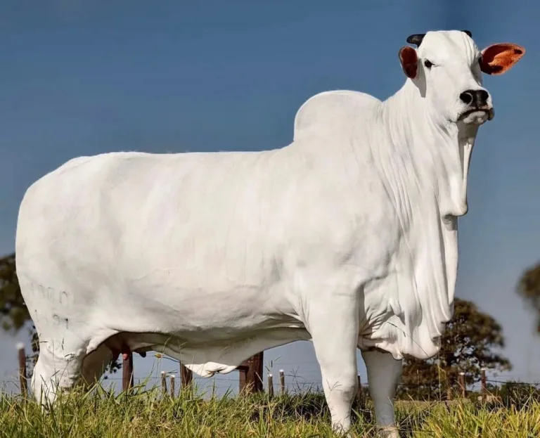 Vaca mais cara do mundo tem vida de luxo, faz skincare e tem até guarda-costas