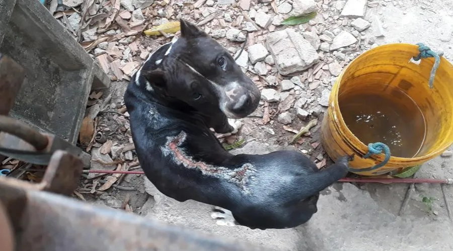 Cachorro desnutrido é resgatado de maus-tratos em Vila Velha