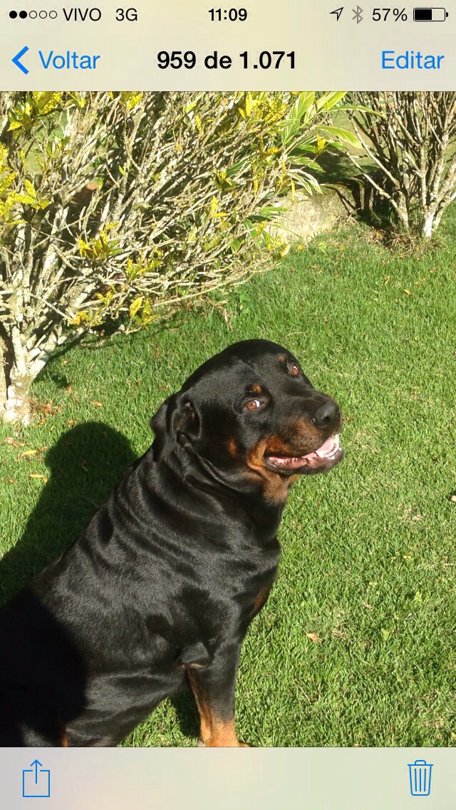 Otto só tem cara de bravo, mas no fundo é um amor de cão