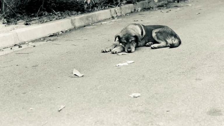 Abandono e maus tratos de animais pode levar à prisão em Itapemirim