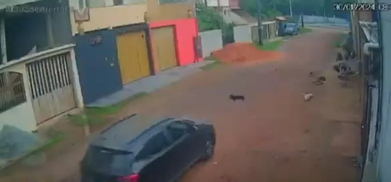 VÍDEO | Motorista atropela cadela e não presta socorro na Serra