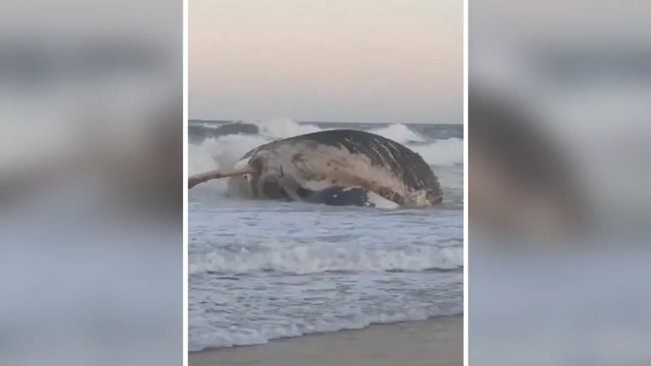 VÍDEO | Baleia jubarte é encontrada morta em praia de Vila Velha