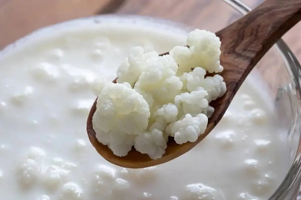 Kefir: saiba tudo sobre o superalimento que emagrece. Veja receita e benefícios