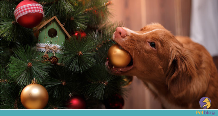 decoração de Natal com pets