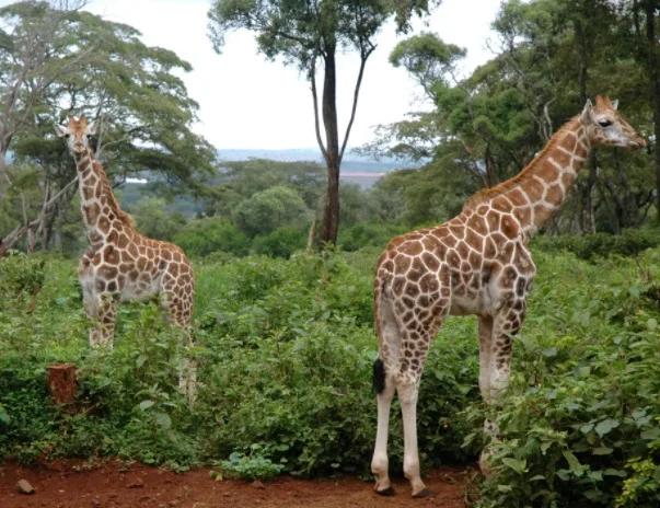 Zooparque é escolhido para reprodução de girafas raras no interior de SP