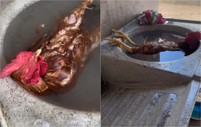 Galo relaxa em pia cheia d'água pra aliviar calor e vídeo viraliza. Veja