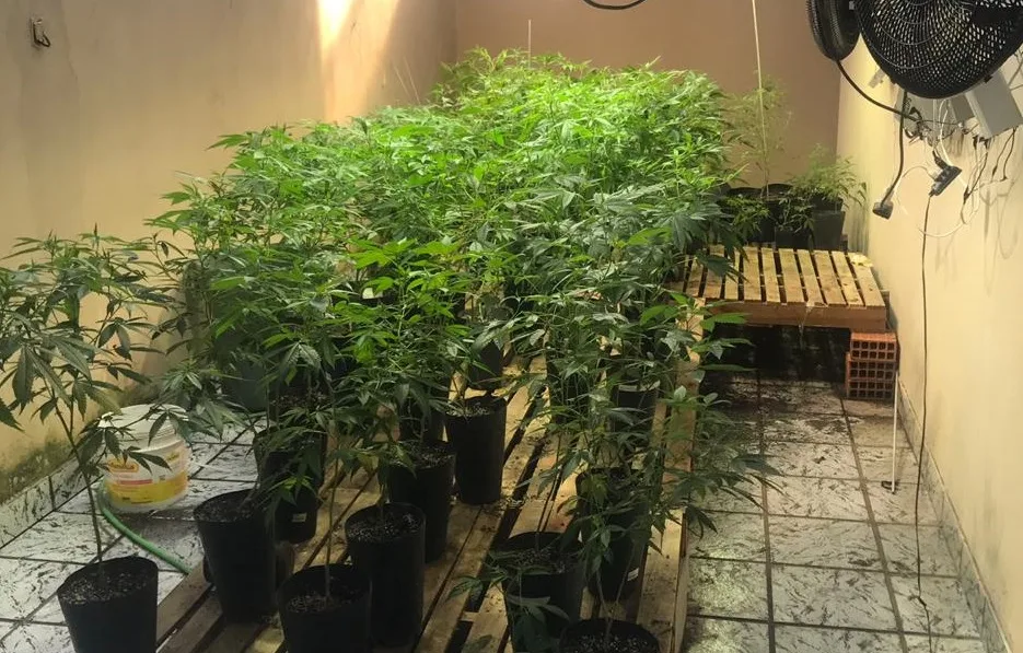 'Laboratório de maconha' funcionava dentro de casa em Guarapari