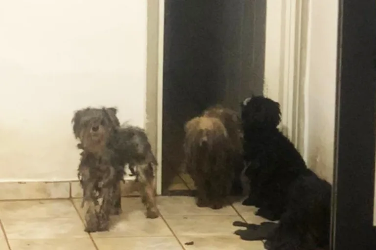 Maus-tratos a animais: sete cães são encontrados abandonados dentro de casa em Vila Velha